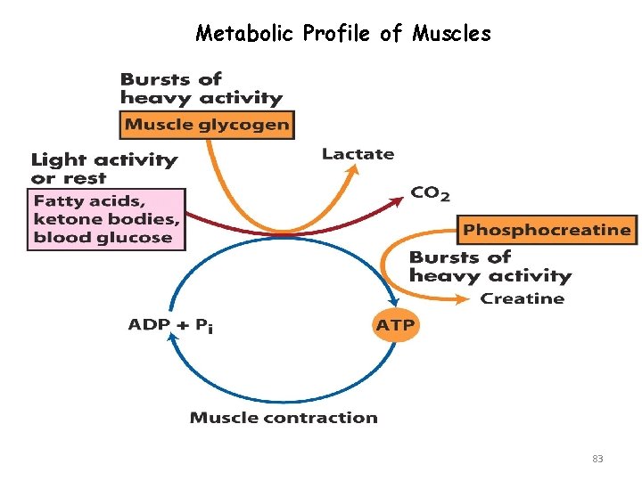 Metabolic Profile of Muscles 83 
