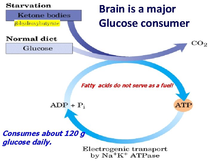 Brain is a major Glucose consumer Fatty acids do not serve as a fuel!