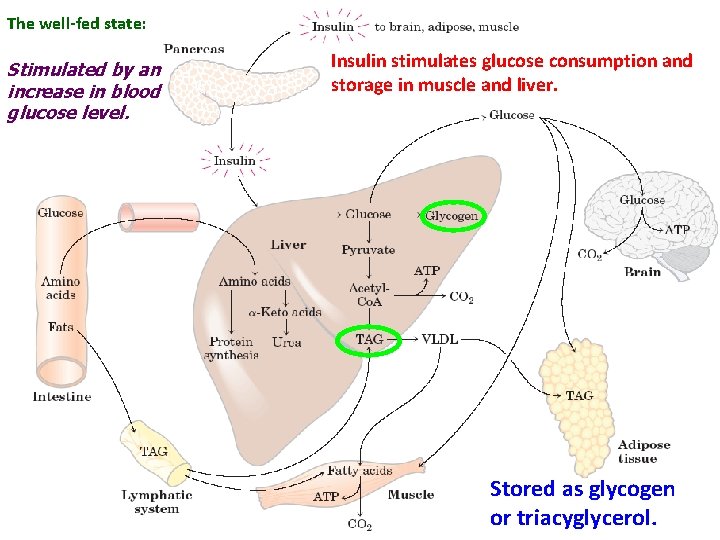 The well-fed state: Stimulated by an increase in blood glucose level. Insulin stimulates glucose