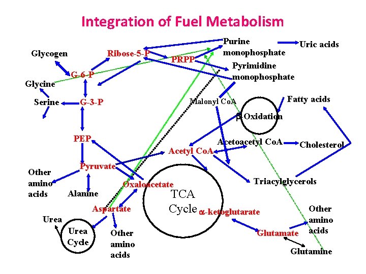 Integration of Fuel Metabolism Ribose-5 -P Glycogen Glycine Serine PRPP G-6 -P Purine Uric