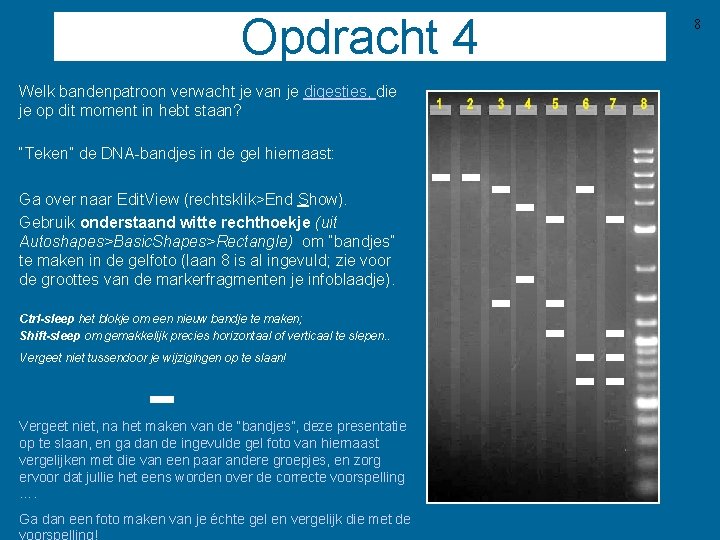 Opdracht 4 Welk bandenpatroon verwacht je van je digesties, die je op dit moment