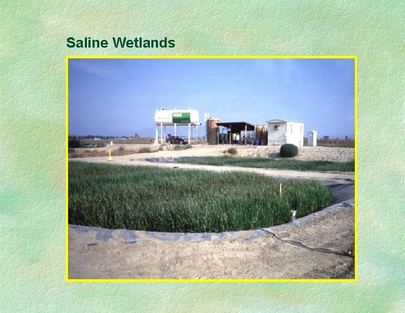 Saline Wetlands 
