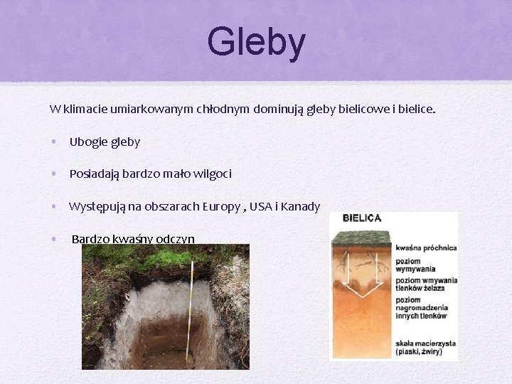 Gleby W klimacie umiarkowanym chłodnym dominują gleby bielicowe i bielice. • Ubogie gleby •
