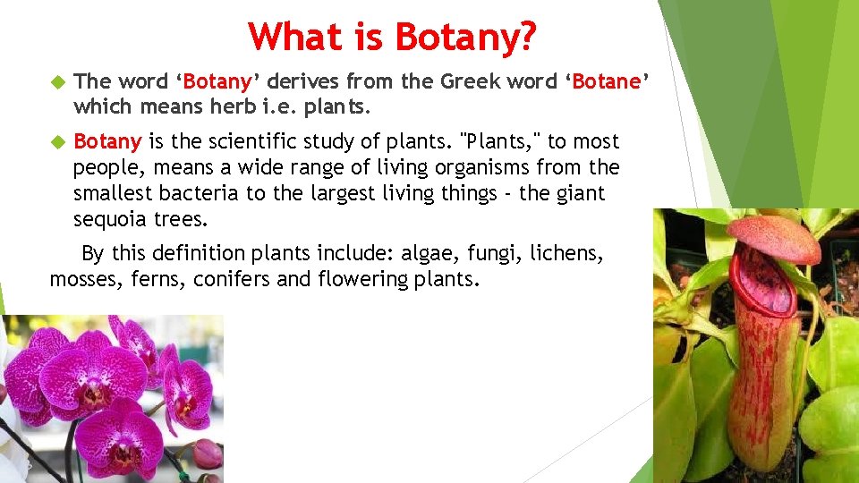What is Botany? The word ‘Botany’ derives from the Greek word ‘Botane’ which means