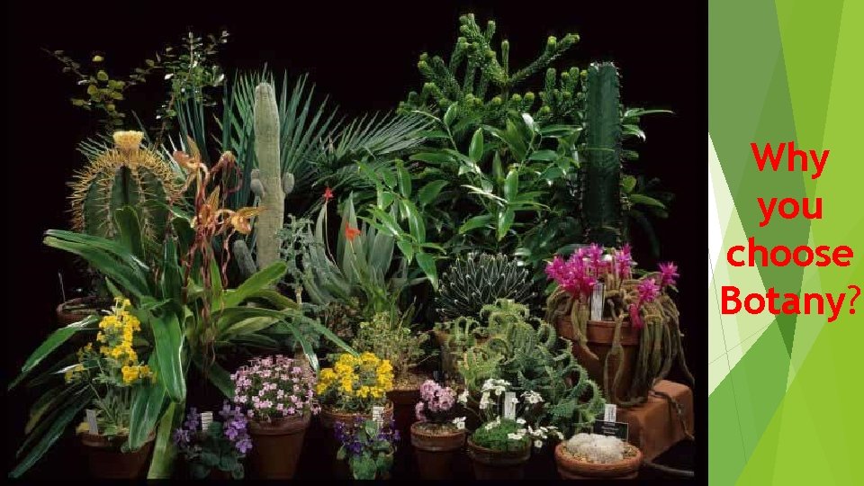 Why you choose Botany?  Why you choose Botany?