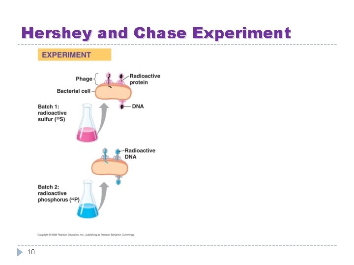 Hershey and Chase Experiment 10 