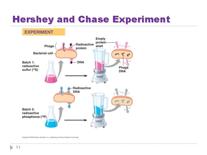 Hershey and Chase Experiment 11 