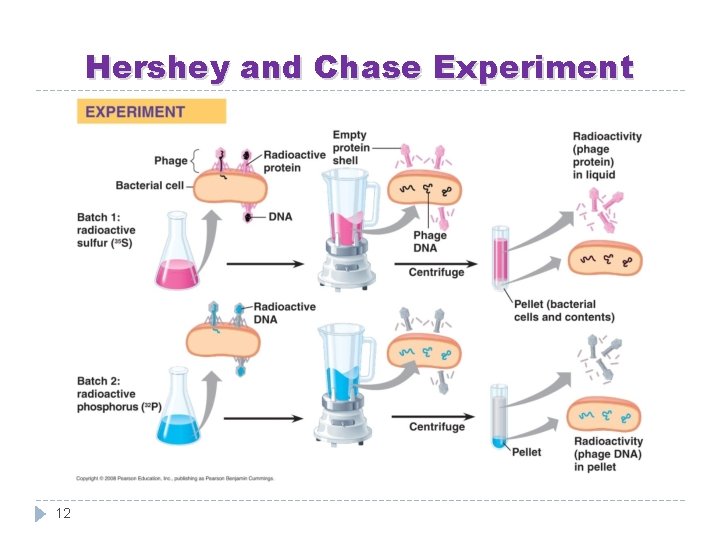 Hershey and Chase Experiment 12 