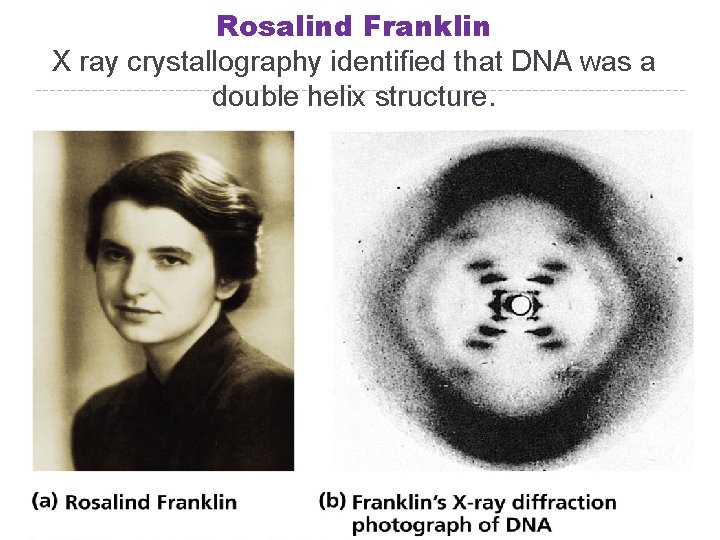 Rosalind Franklin X ray crystallography identified that DNA was a double helix structure. 