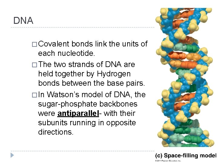 DNA � Covalent bonds link the units of each nucleotide. � The two strands
