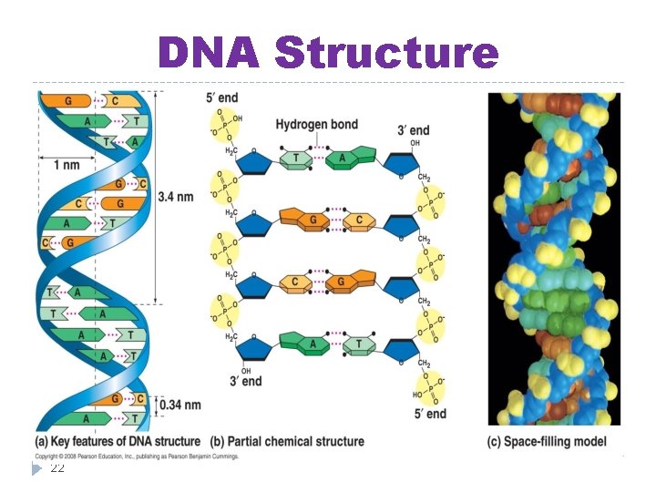 DNA Structure 22 