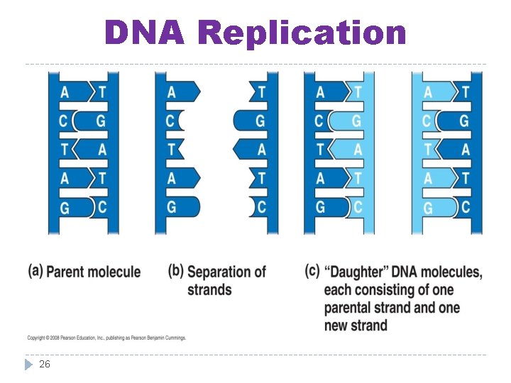 DNA Replication 26 