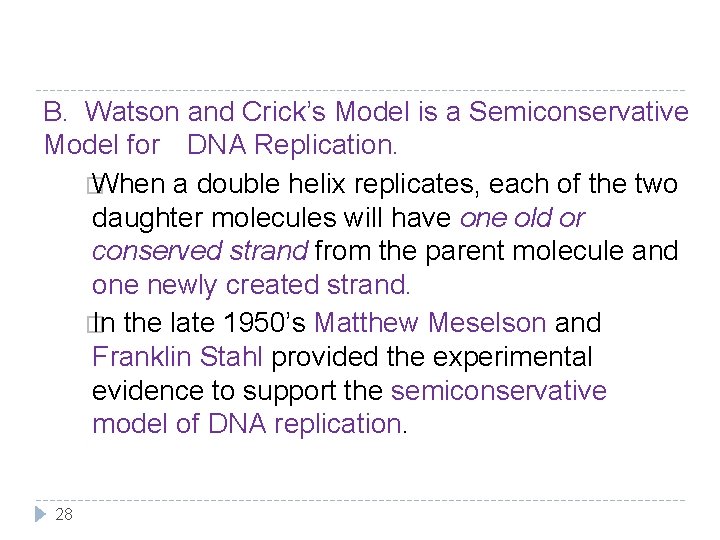 B. Watson and Crick’s Model is a Semiconservative Model for DNA Replication. � When