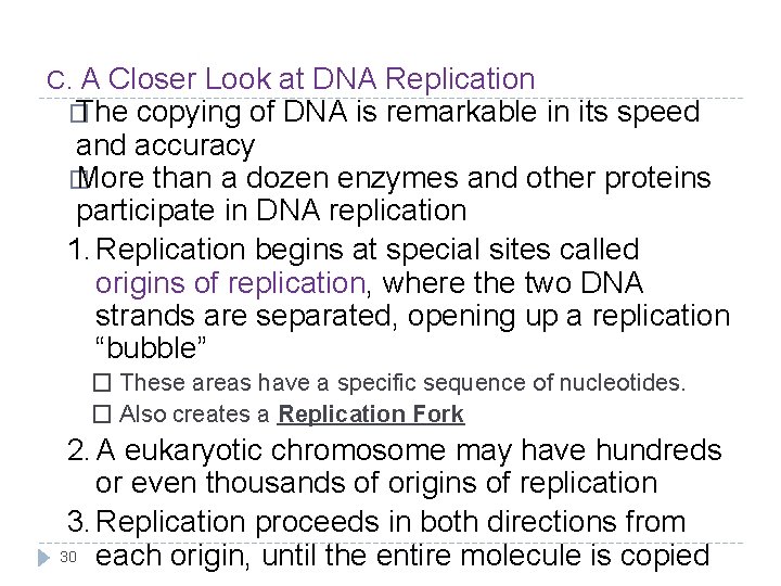 C. A Closer Look at DNA Replication � The copying of DNA is remarkable