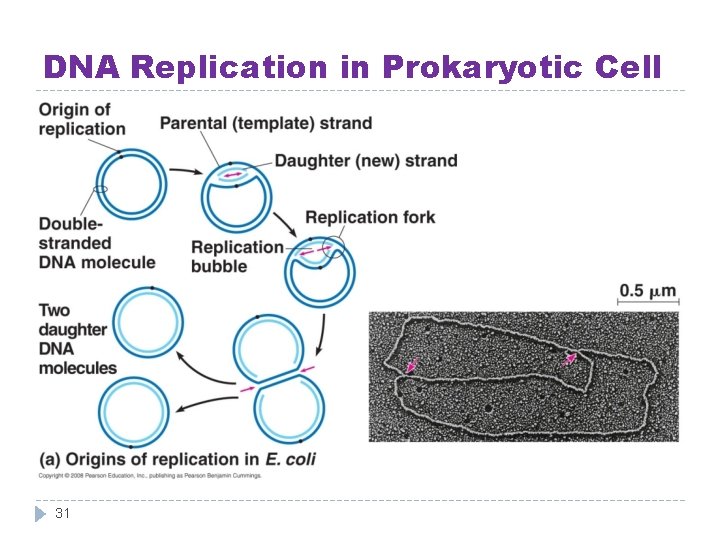 DNA Replication in Prokaryotic Cell 31 