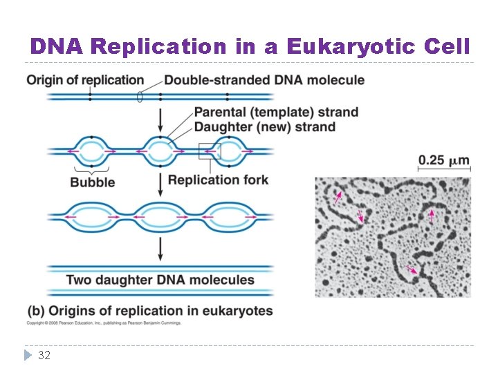 DNA Replication in a Eukaryotic Cell 32 