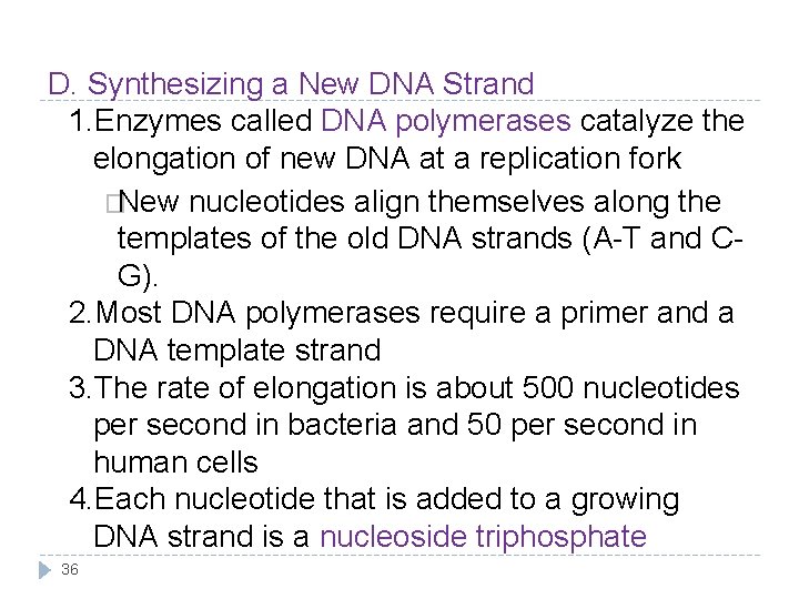 D. Synthesizing a New DNA Strand 1. Enzymes called DNA polymerases catalyze the elongation