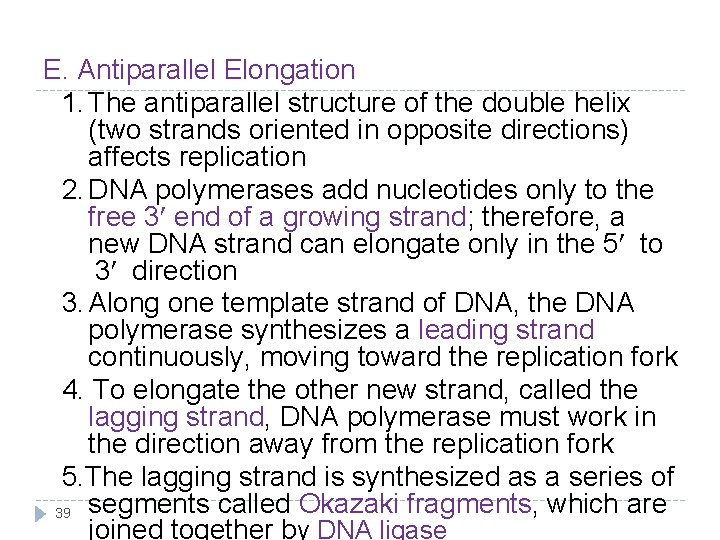E. Antiparallel Elongation 1. The antiparallel structure of the double helix (two strands oriented