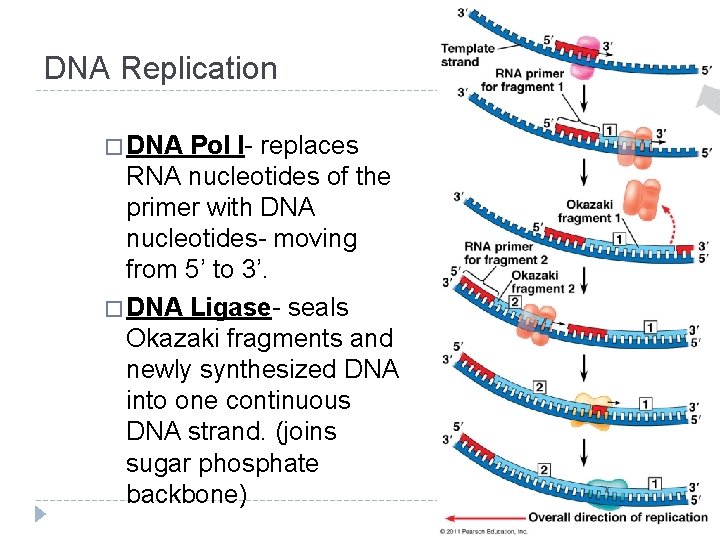 DNA Replication � DNA Pol I- replaces RNA nucleotides of the primer with DNA