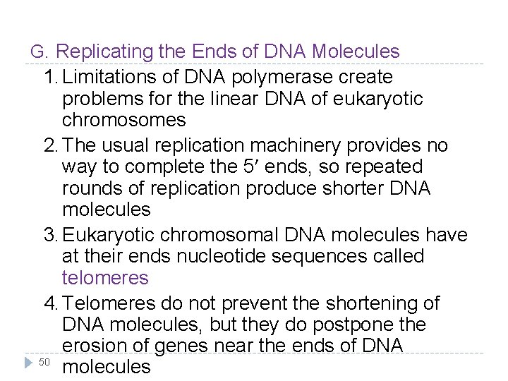 G. Replicating the Ends of DNA Molecules 1. Limitations of DNA polymerase create problems