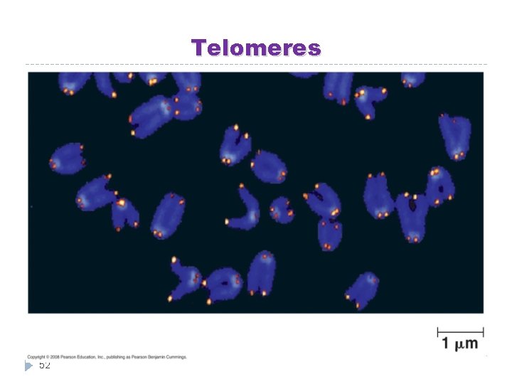 Telomeres 52 