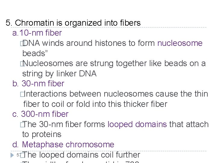 5. Chromatin is organized into fibers a. 10 -nm fiber � DNA winds around