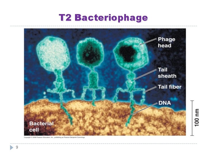 T 2 Bacteriophage 9 