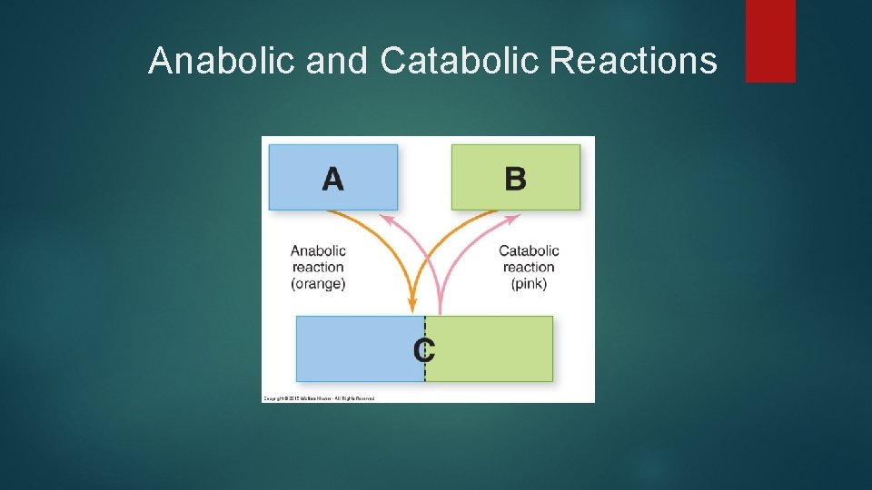 Anabolic and Catabolic Reactions 