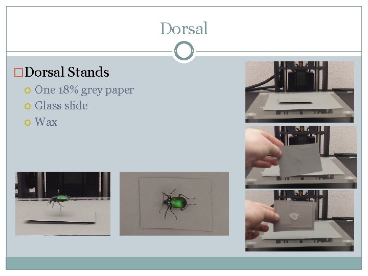 Dorsal �Dorsal Stands One 18% grey paper Glass slide Wax 