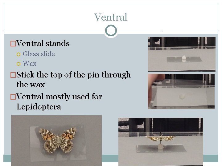 Ventral �Ventral stands Glass slide Wax �Stick the top of the pin through the