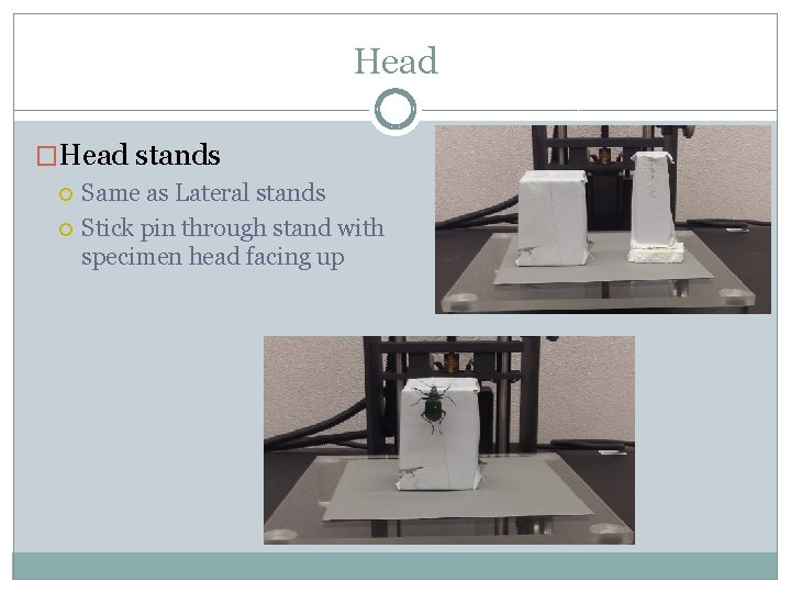 Head �Head stands Same as Lateral stands Stick pin through stand with specimen head