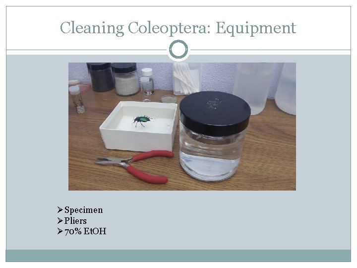 Cleaning Coleoptera: Equipment ØSpecimen ØPliers Ø 70% Et. OH 