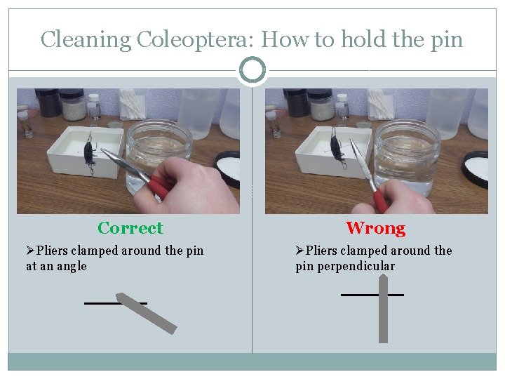 Cleaning Coleoptera: How to hold the pin Correct ØPliers clamped around the pin at