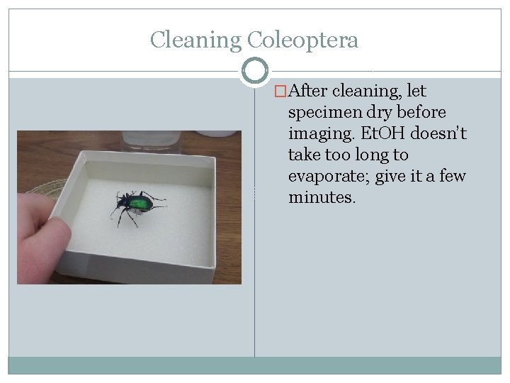 Cleaning Coleoptera �After cleaning, let specimen dry before imaging. Et. OH doesn’t take too