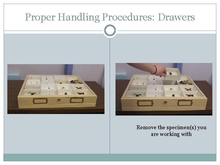Proper Handling Procedures: Drawers Remove the specimen(s) you are working with 