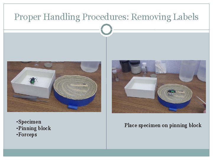 Proper Handling Procedures: Removing Labels • Specimen • Pinning block • Forceps Place specimen