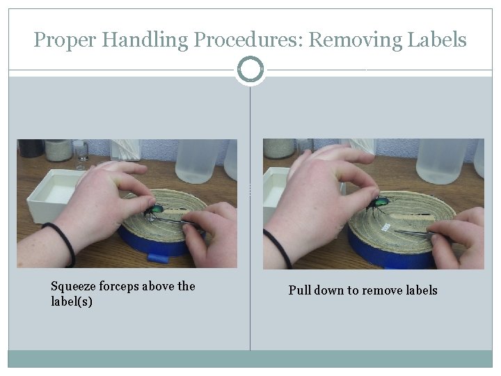 Proper Handling Procedures: Removing Labels Squeeze forceps above the label(s) Pull down to remove