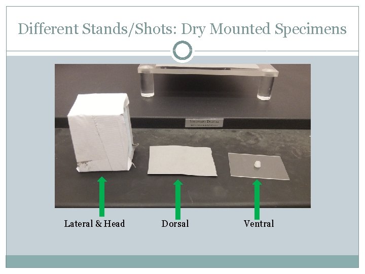 Different Stands/Shots: Dry Mounted Specimens Lateral & Head Dorsal Ventral 