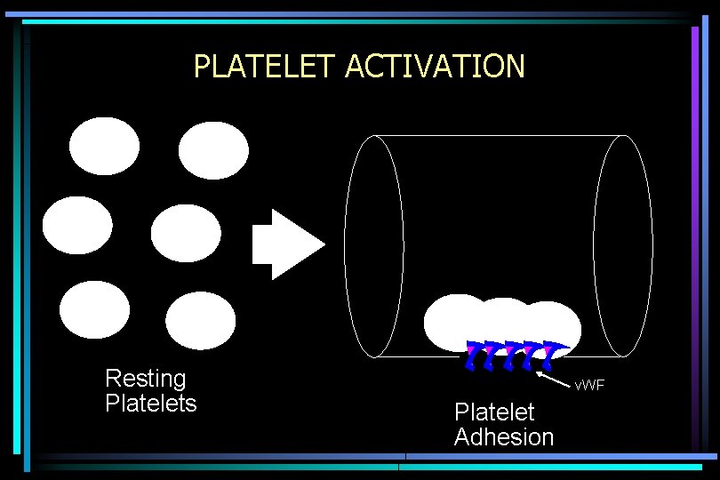 PLATELET ACTIVATION Resting Platelets v. WF Platelet Adhesion 