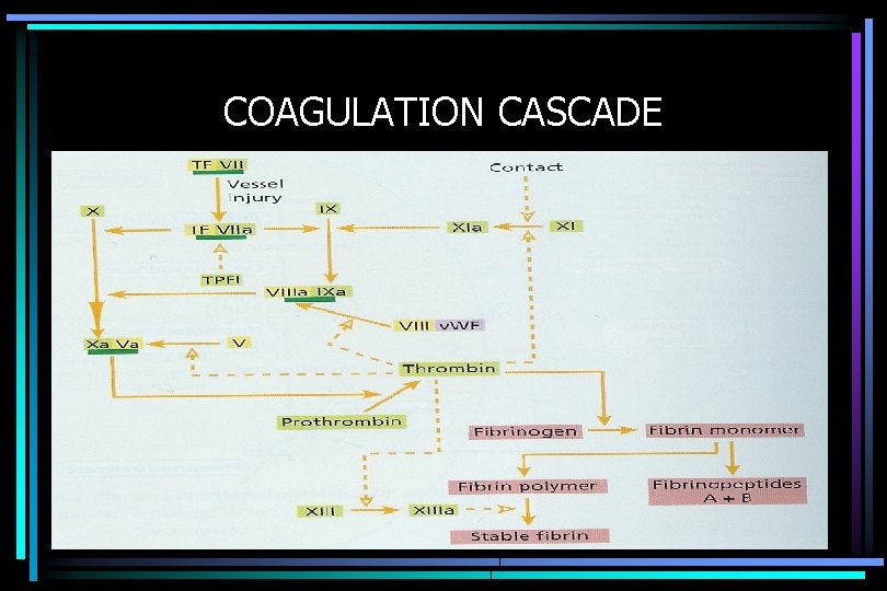 COAGULATION CASCADE 