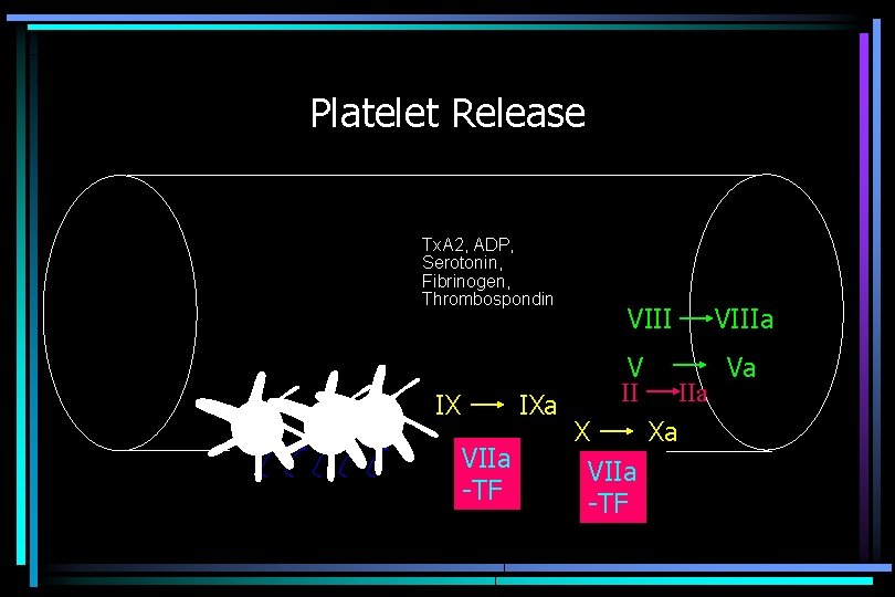 Platelet Release Tx. A 2, ADP, Serotonin, Fibrinogen, Thrombospondin IX IXa VIIa -TF VIII