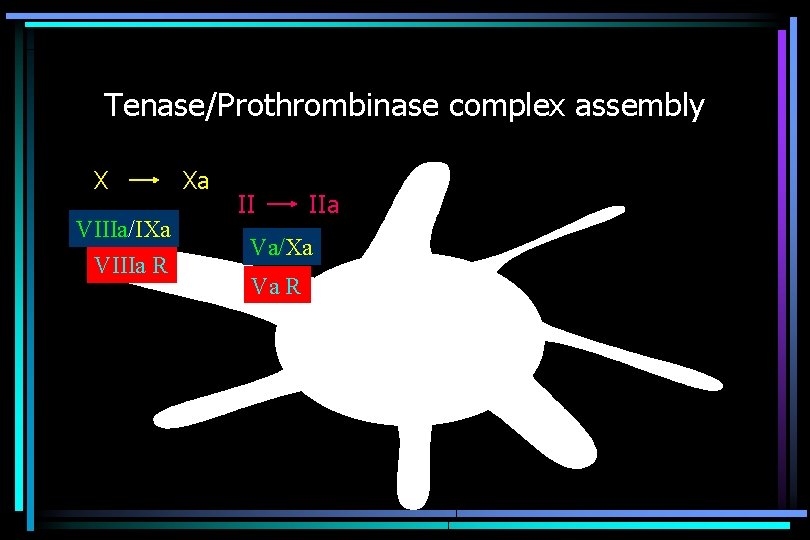 Tenase/Prothrombinase complex assembly X VIIIa/IXa VIIIa R Xa II IIa Va/Xa Va R 