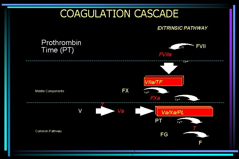 COAGULATION CASCADE EXTRINSIC PATHWAY Prothrombin Time (PT) FVII TF FVIIa Ca+2 VIIa/TF FX Middle