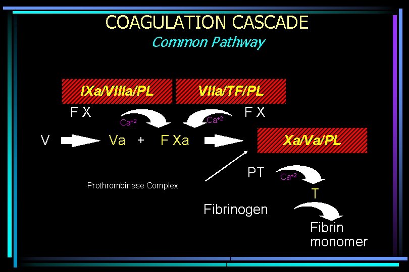 COAGULATION CASCADE Common Pathway IXa/VIIIa/PL FX V VIIa/TF/PL Ca+2 Va + FX F Xa