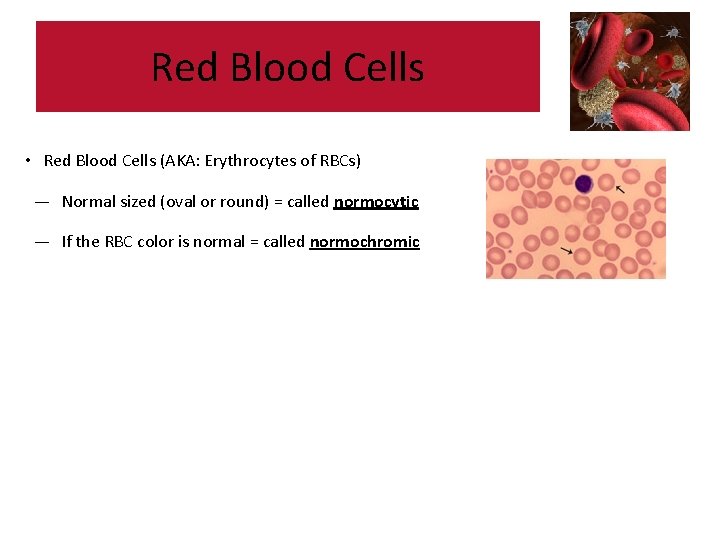 Red Blood Cells • Red Blood Cells (AKA: Erythrocytes of RBCs) — Normal sized Red Blood Cells • Red Blood Cells (AKA: Erythrocytes of RBCs) — Normal sized