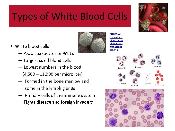 Types of White Blood Cells • White blood cells — AKA: Leukocytes or WBCs Types of White Blood Cells • White blood cells — AKA: Leukocytes or WBCs