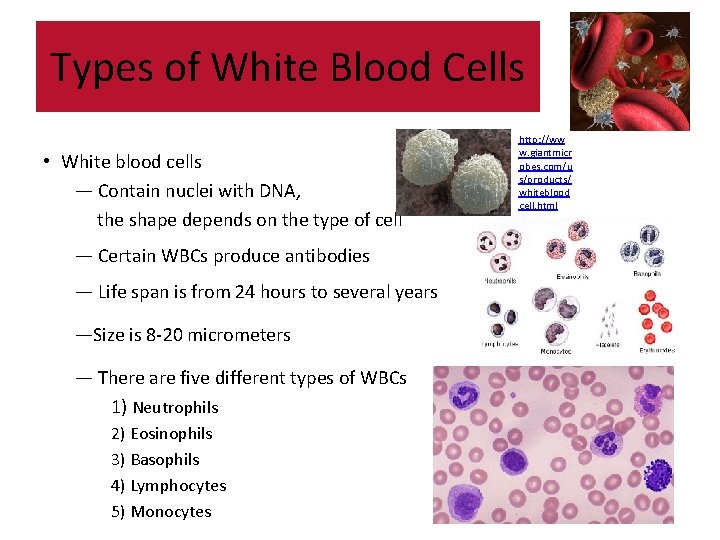 Types of White Blood Cells • White blood cells — Contain nuclei with DNA, Types of White Blood Cells • White blood cells — Contain nuclei with DNA,