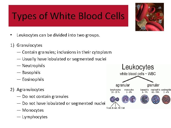 Types of White Blood Cells • Leukocytes can be divided into two groups. 1) Types of White Blood Cells • Leukocytes can be divided into two groups. 1)