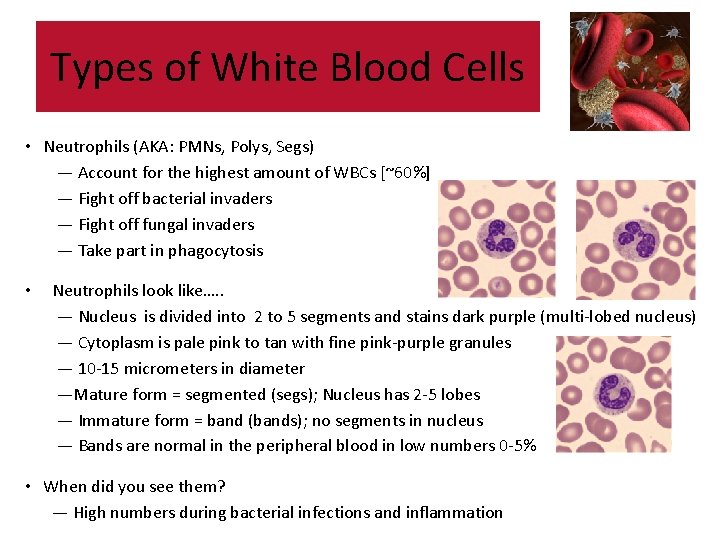Types of White Blood Cells • Neutrophils (AKA: PMNs, Polys, Segs) — Account for Types of White Blood Cells • Neutrophils (AKA: PMNs, Polys, Segs) — Account for