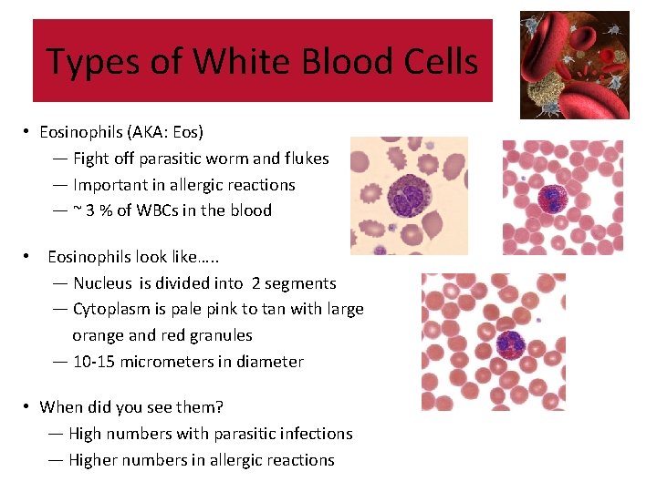 Types of White Blood Cells • Eosinophils (AKA: Eos) — Fight off parasitic worm Types of White Blood Cells • Eosinophils (AKA: Eos) — Fight off parasitic worm
